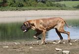 DOGUE ALLEMAND 138